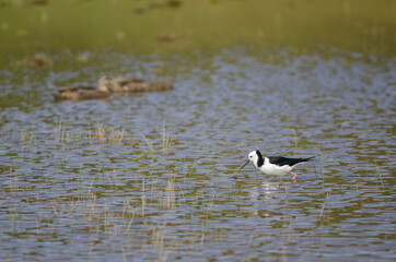 Pied stilt Himantopus leucocephalus. Hoopers Inlet. Otago Peninsula. Otago. South Island. New Zealand.