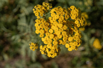 Field yellow flower, common tansy close-up