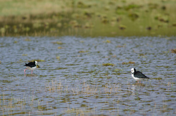 Pied stilts Himantopus leucocephalus. Hoopers Inlet. Otago Peninsula. Otago. South Island. New Zealand.