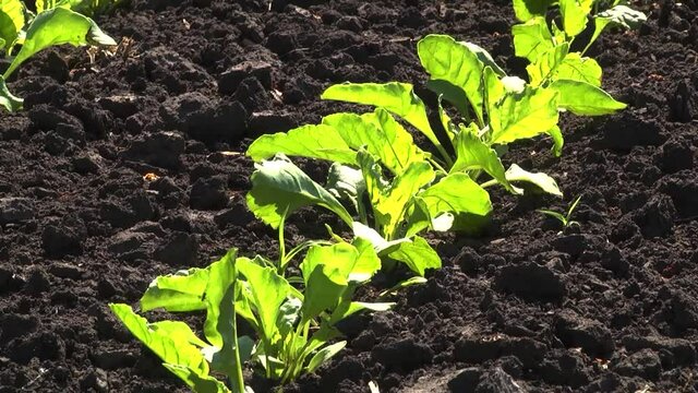 Sugar beet shoots with small leaves in the field
