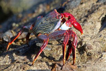 rote_Klippenkrabbe