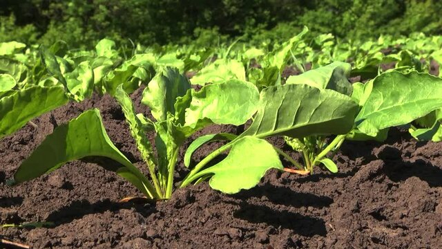 Sugar beet shoots with small leaves in the field