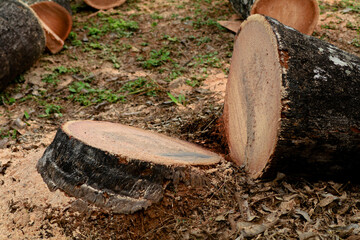 Coconut tree trunk cut into pieces