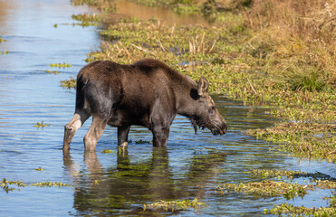Naklejka na ściany i meble Cute Shiras Moose Calf in a Pond in Wyoming