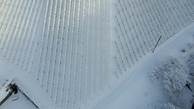 Aerial View Of Vineyards In Zell-Weierbach During Wintertime In Offenburg, Germany. - aerial tilt up