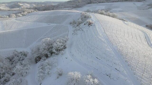 Aerial Flying Above Snowy Vineyard Rolling Hills Landscape In Zell-Weierbach, Offenburg, Germany - Aerial Drone Shot