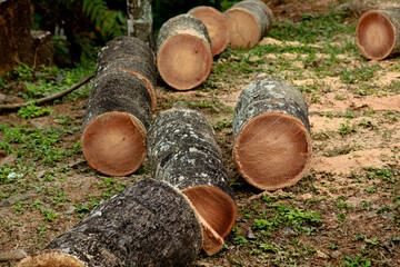 Coconut tree trunk cut into pieces