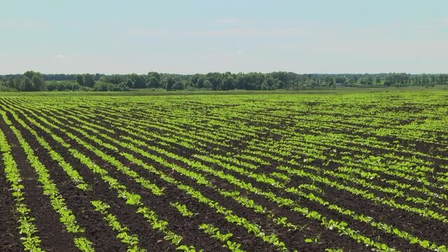 Sugar beet shoots with small leaves in the field