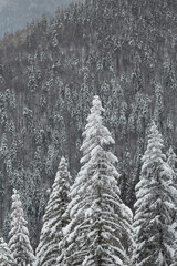 Mountain woods landscape. Fir forest  covered in snow on winter. Natural pattern from trees.  