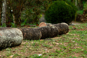 Coconut tree trunk cut into pieces