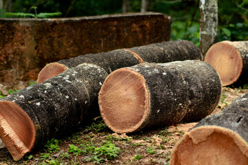 Coconut tree trunk cut into pieces