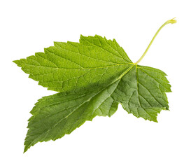 Leaf currant  isolated on white background with clipping path
