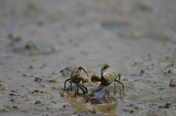 Tunnelling mud crabs Austrohelice crassa threatening each other. Hoopers Inlet. Otago Peninsula. Otago. South Island. New Zealand.