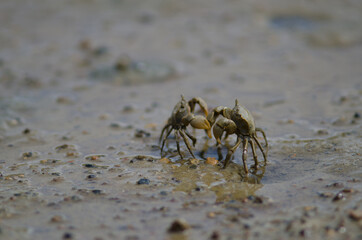 Tunnelling mud crabs Austrohelice crassa threatening each other. Hoopers Inlet. Otago Peninsula. Otago. South Island. New Zealand.