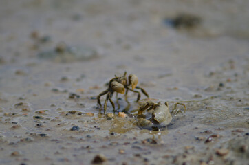 Tunnelling mud crabs Austrohelice crassa. Hoopers Inlet. Otago Peninsula. Otago. South Island. New Zealand.