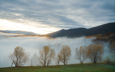 Colorful trees in the Carpathian mountains covered with thick gray fog