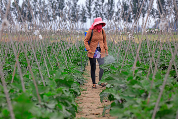 Spraying fungicides on Eggplant Seedlings, LUANNAN COUNTY, Hebei Province, June 29, 2018