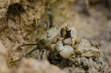 Tunnelling mud crab Austrohelice crassa feeding. Hoopers Inlet. Otago Peninsula. Otago. South Island. New Zealand.