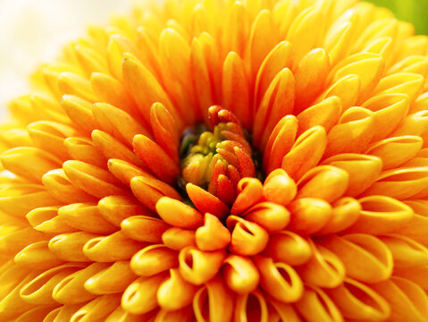 黄色い菊 のストック写真 ロイヤリティフリーの画像 ベクター イラスト Adobe Stock