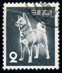Dog breed Akita Inu, japan, circa 1953