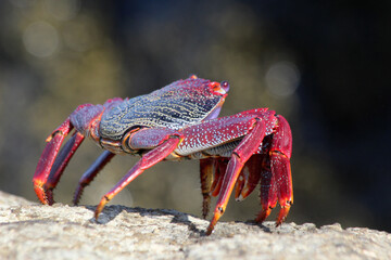rote_Klippenkrabbe