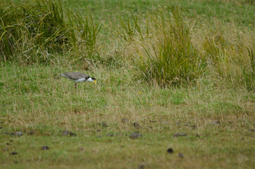 Spur-winged plover Vanellus miles novaehollandiae searching for food. Hoopers Inlet. Otago Peninsula. Otago. South Island. New Zealand.