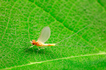 Mayflies live on wild plants, North China
