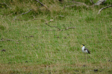 Spur-winged plover Vanellus miles novaehollandiae. Hoopers Inlet. Otago Peninsula. Otago. South Island. New Zealand.