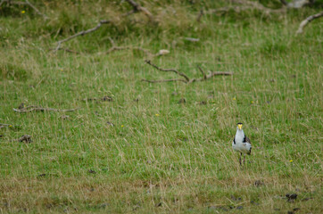 Spur-winged plover Vanellus miles novaehollandiae. Hoopers Inlet. Otago Peninsula. Otago. South Island. New Zealand.