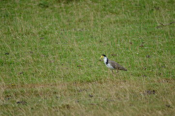 Spur-winged plover Vanellus miles novaehollandiae. Hoopers Inlet. Otago Peninsula. Otago. South Island. New Zealand.