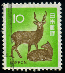 Sika deer and fawn, circa 1982
