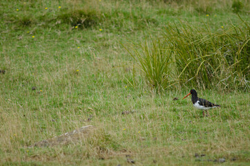 South Island oystercatcher Haematopus finschi. Hoopers Inlet. Otago Peninsula. Otago. South Island. New Zealand.