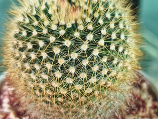 Close-up Fresh Green Spiky Cactus with Selective Focus