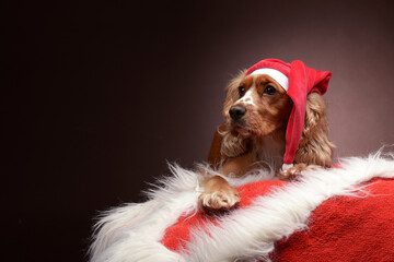 Cocker Spaniel braun süß Weihnachten mütze