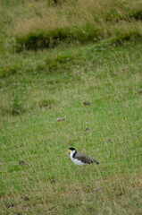 Spur-winged plover Vanellus miles novaehollandiae. Hoopers Inlet. Otago Peninsula. Otago. South Island. New Zealand.