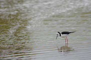 Pied stilt Himantopus leucocephalus. Hoopers Inlet. Otago Peninsula. Otago. South Island. New Zealand.