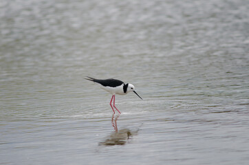 Pied stilt Himantopus leucocephalus. Hoopers Inlet. Otago Peninsula. Otago. South Island. New Zealand.