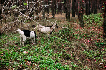 Naklejka na ściany i meble goat on the meadow