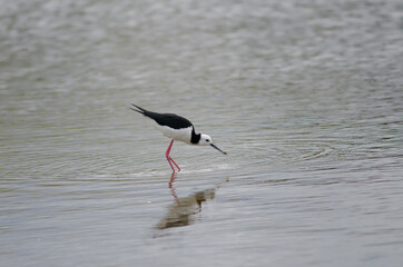 Pied stilt Himantopus leucocephalus catching a tunnelling mud crab Austrohelice crassa. Hoopers Inlet. Otago Peninsula. South Island. New Zealand.