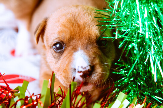 cachorros de perro pequeños de color marrón con manchas blancas rodeados de decoración navideña