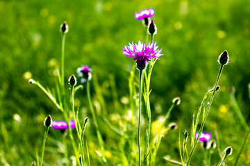 Field flower in focus purple and brightly shining