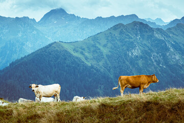 una vaca blanca y otra marrón dándose la espalda en lo alto de un cerro con montañas verdes al fondo en un día nublado