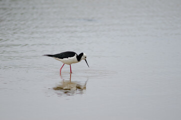 Pied stilt Himantopus leucocephalus. Hoopers Inlet. Otago Peninsula. Otago. South Island. New Zealand.
