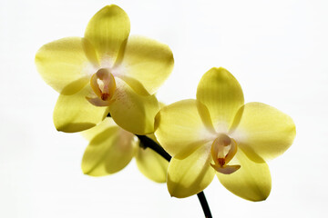 Obraz na płótnie Canvas Beautiful yellow Phalaenopsis orchid flowers, solar backlight