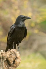 crow, the most intelligent bird, perched on a branch