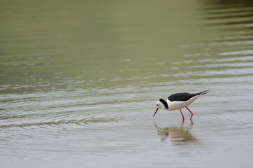 Pied stilt Himantopus leucocephalus searching for food. Hoopers Inlet. Otago Peninsula. Otago. South Island. New Zealand.