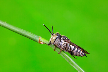 Bees inhabit plants, North China