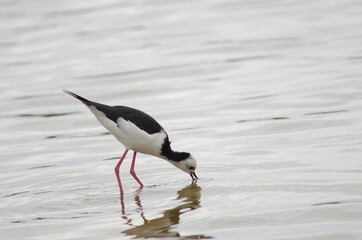 Pied stilt Himantopus leucocephalus catching a prey. Hoopers Inlet. Otago Peninsula. Otago. South Island. New Zealand.
