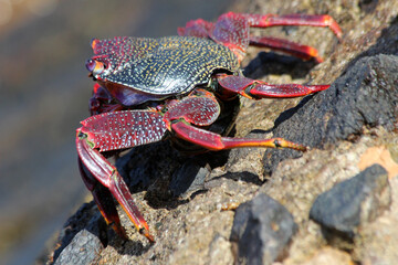 rote_Klippenkrabbe