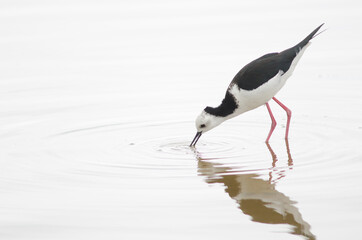 Pied stilt Himantopus leucocephalus searching for food. Hoopers Inlet. Otago Peninsula. Otago. South Island. New Zealand.
